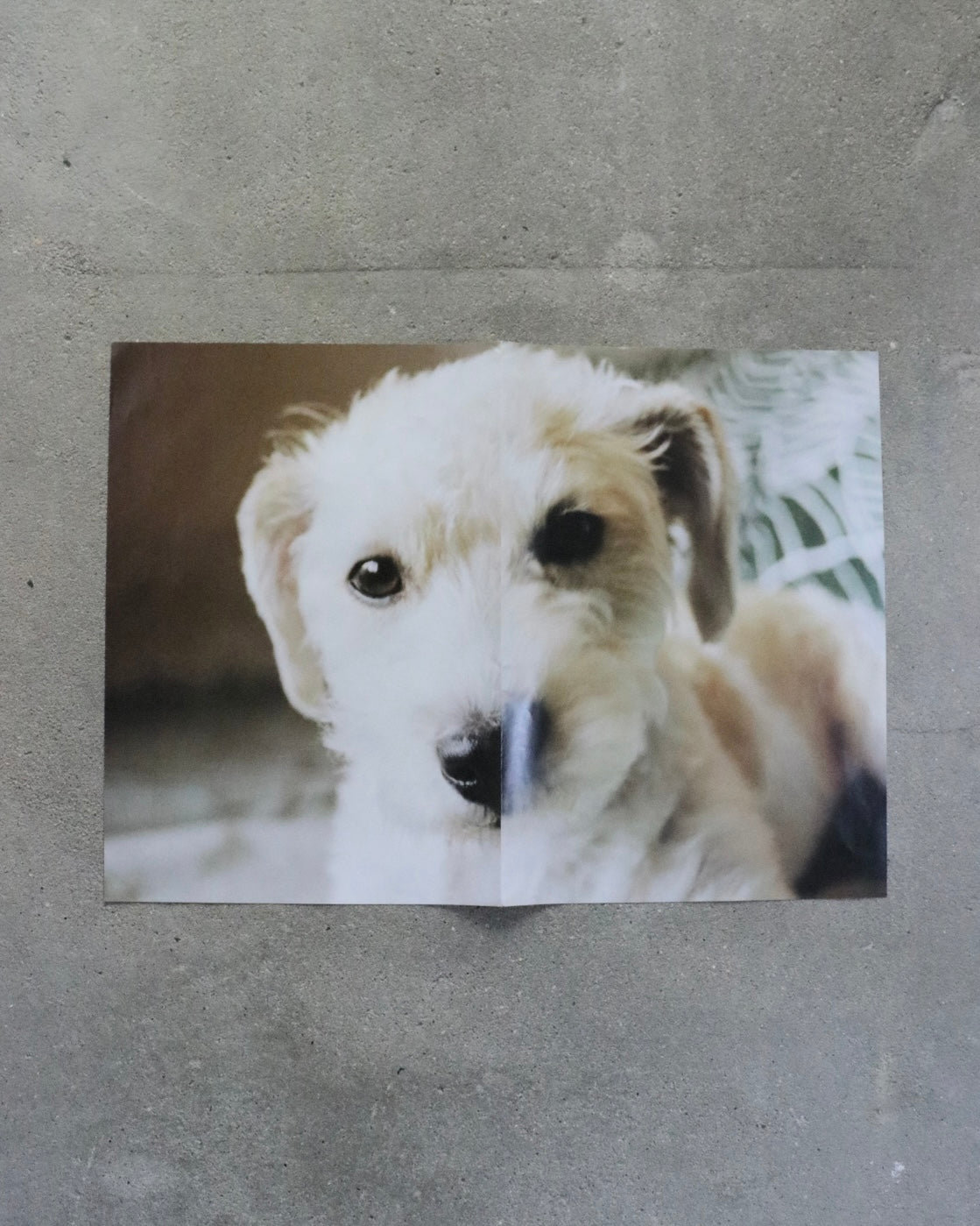SAMY PRESS#4 No Rest for the Obsessed(Dog)-Keijiro Nagamine
