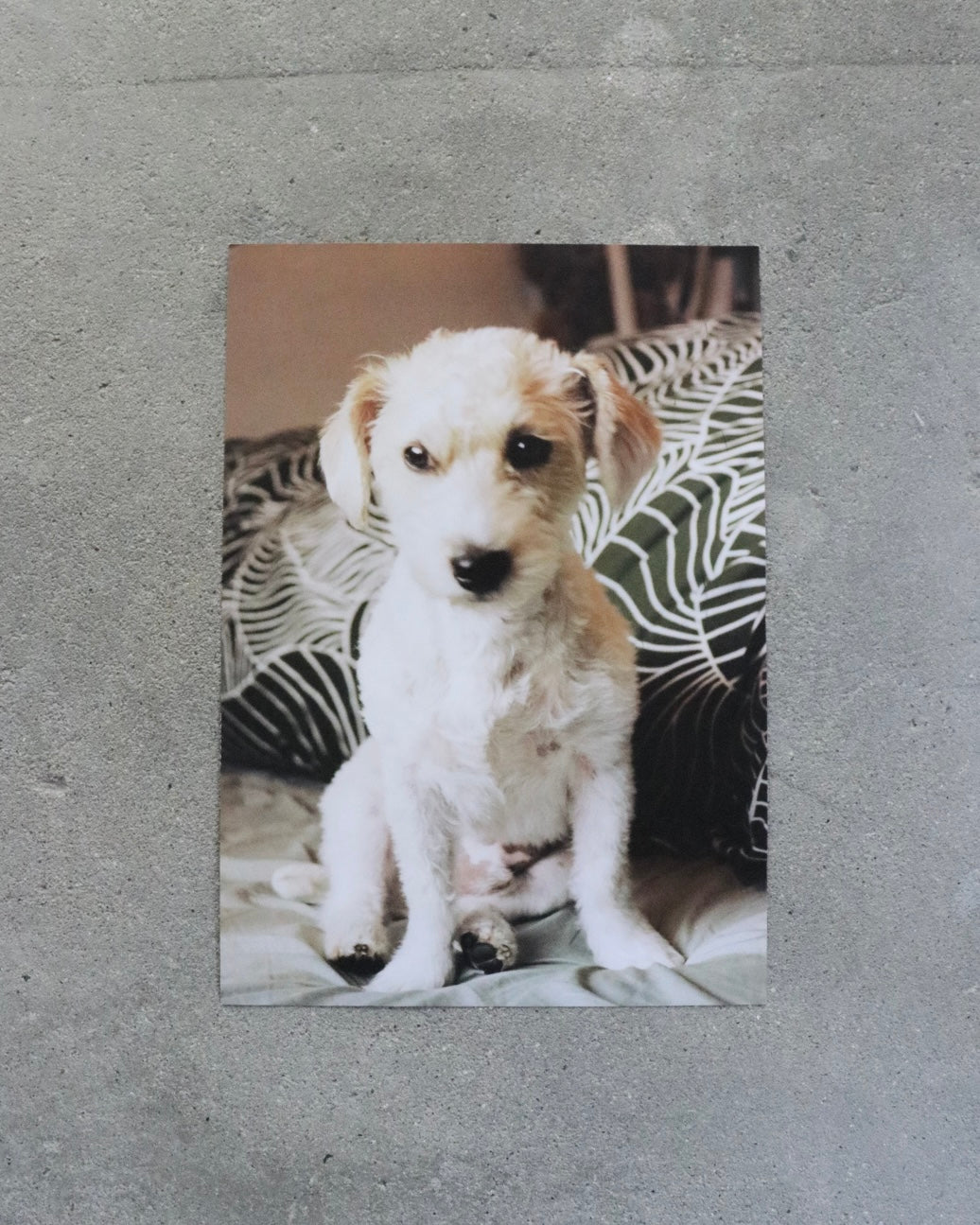 SAMY PRESS#4 No Rest for the Obsessed(Dog)-Keijiro Nagamine