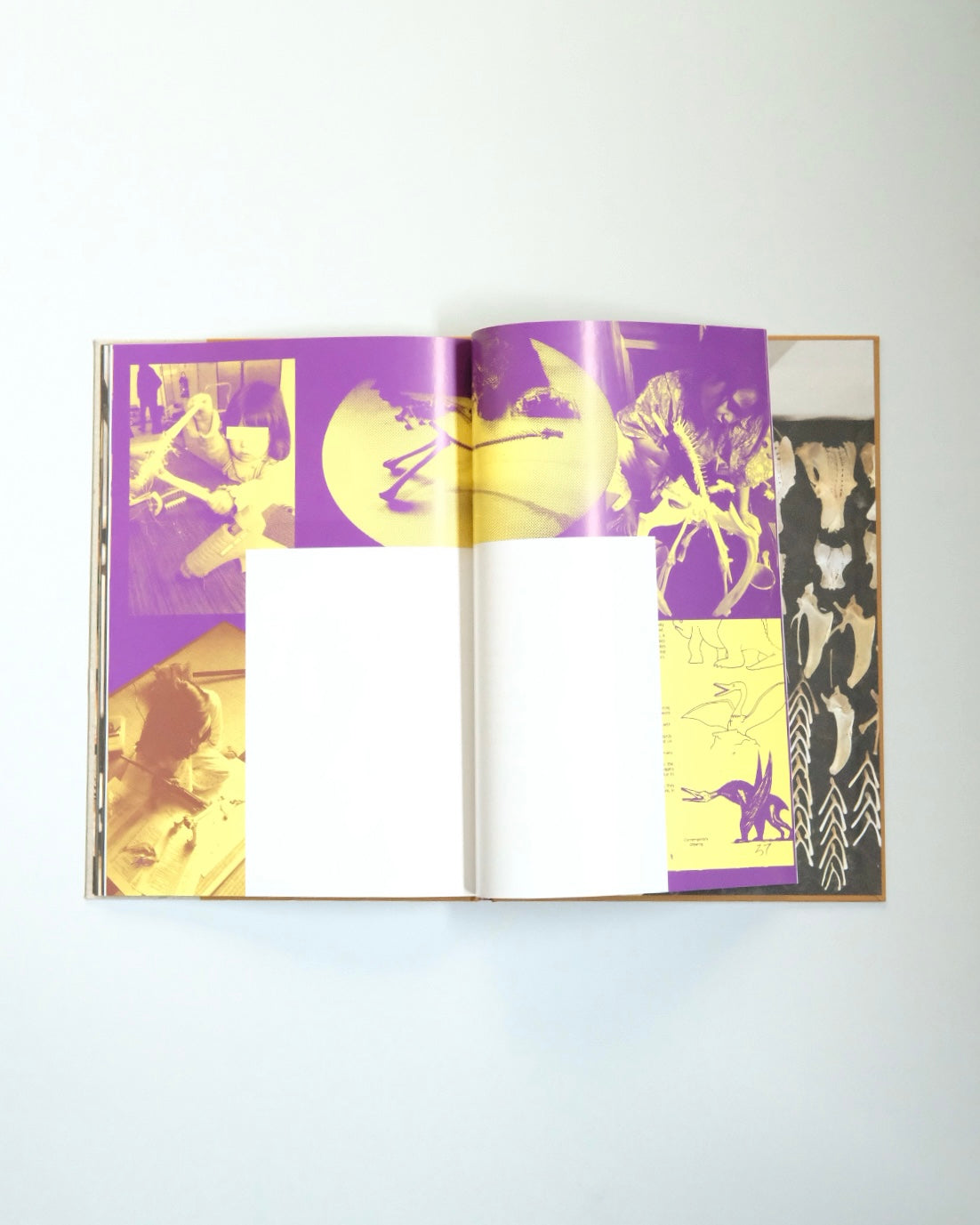 Diplodoclus 2014–2021 / LPPL with Åbäke