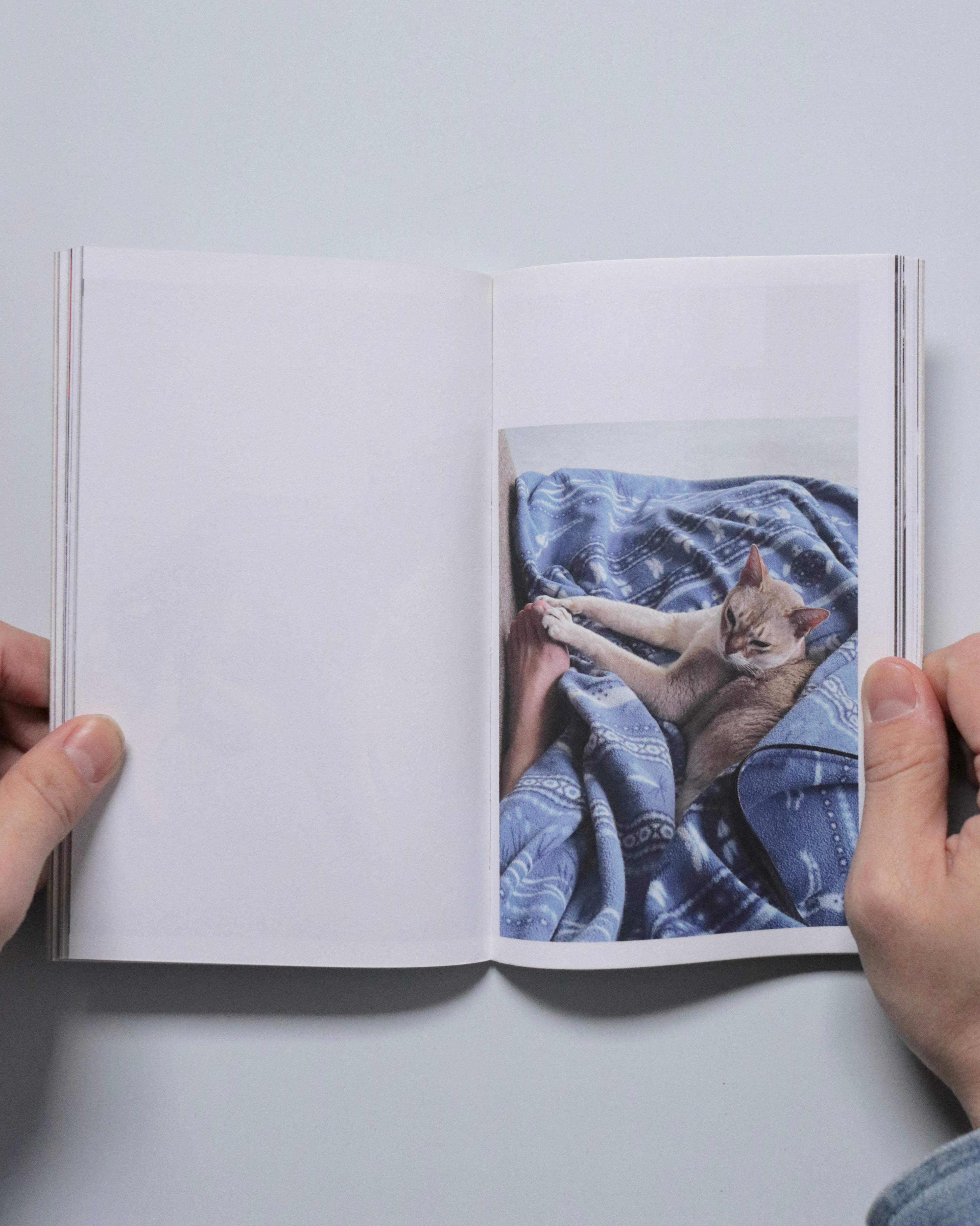 This Is Not My Cat / Takashi Homma