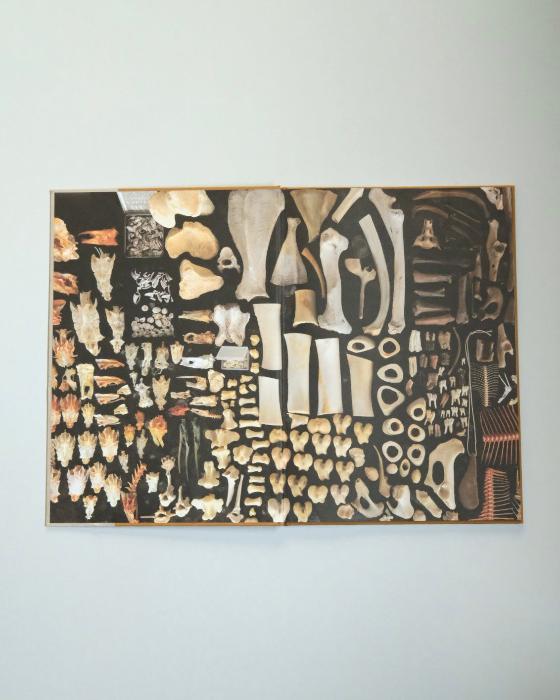 Diplodoclus 2014–2021 / LPPL with Åbäke