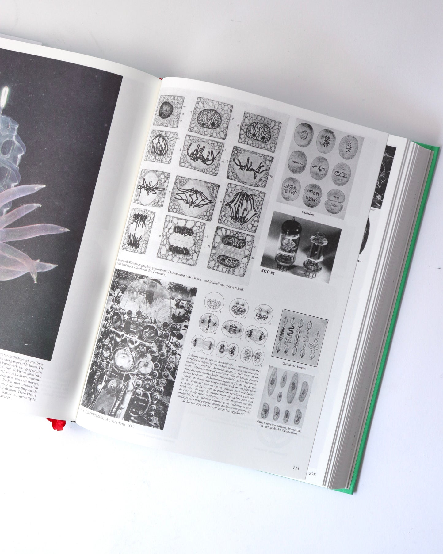 Batia Suter-Parallel Encyclopedia 2