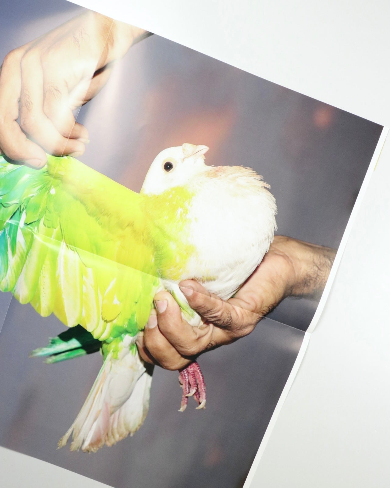 Picadero by Carlos Jaramillo