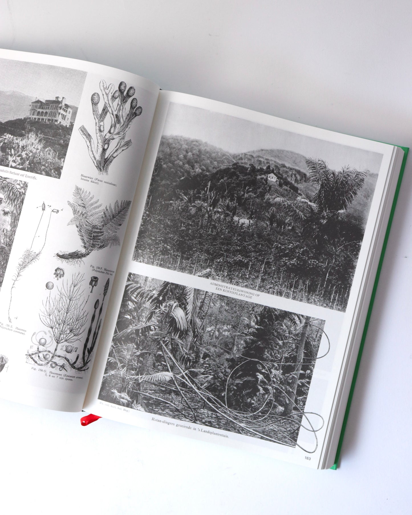 Batia Suter-Parallel Encyclopedia 2